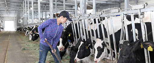画像:牛に餌をあげる女性